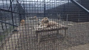 Архыз Долина Тигров.