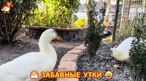 Забавные утки мускусные и пекинские на свободном выгуле со своими друзьями ч.(330) ❣️🤗😂