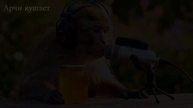 Обезьяна Арчи кушает мёд на природе АСМР смотреть онлайн