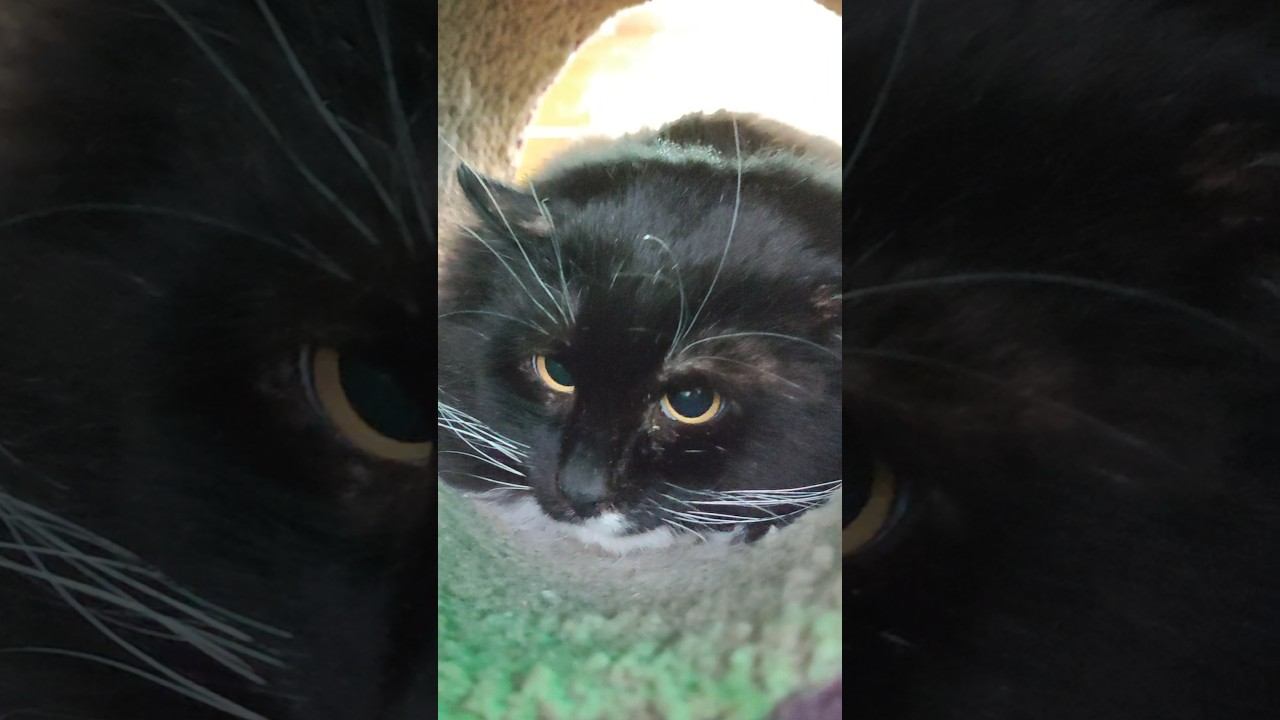 Маркиз невозможно дотронуться до кота. Так красив но дик и пуглив Дождь зимой. Всем добра смотреть онлайн