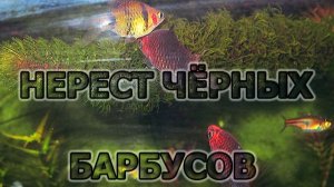 Как нерестятся чёрные барбусы