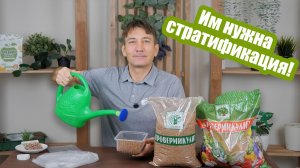 Стратификация семян: 3 способа как ее провести!