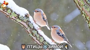 Птицы зимой в лесу 🐦⬛🦉🦅 видео для отдыха душой 🌲(9)