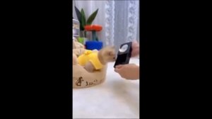 Видео от МЯУтаверс – как метавселенная, но с котами