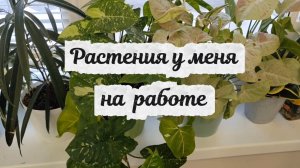 Растения у меня на работе