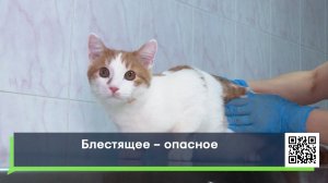 Блестящее – опасное