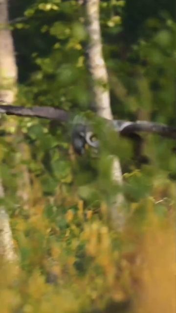 Вы только посмотрите на эту красоту 🥰🦉 смотреть онлайн