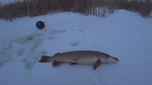 Рыбалка на жерлицы, попали на жор щуки! декабрь 2025 года