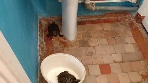 Красноухие черепахи