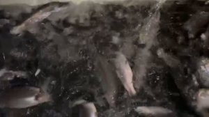 Приход форели!