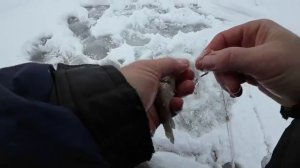 Жерлицы сошли с ума! Флаги горят один за другим! Зимняя рыбалка на жерлицы и безмотылку!