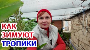 Как зимуют тропики