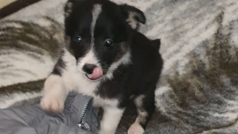 Гаечка начала вставать на лапки и кушать смотреть онлайн