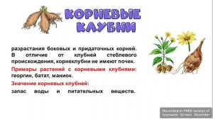 Видоизменения корней.. Тетерина.К.А