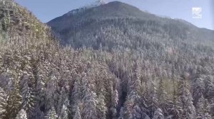 Ветеринарная служба КЧР в новогодние праздники будет работать в усиленном режиме