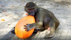 Откуда в вольере Стёпы взялись ЯЙЦА? Крутые яйца - игрушка ТОП , проверено собаками и ГАМАДРИЛАМИ!