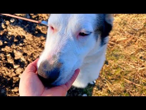 Нам Выкопали Канавы / Пикирую Рассаду / Пёс / смотреть онлайн