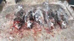 улов форели у Александра