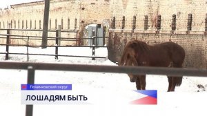 Правительство региона приложит все усилия для спасения лошадей Починковского конезавода