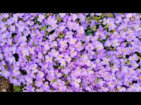 Мои Первые Цветочки // Вам для Настроения // смотреть онлайн