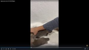 Котята питомника кошек  БРАУНИ КЭТ