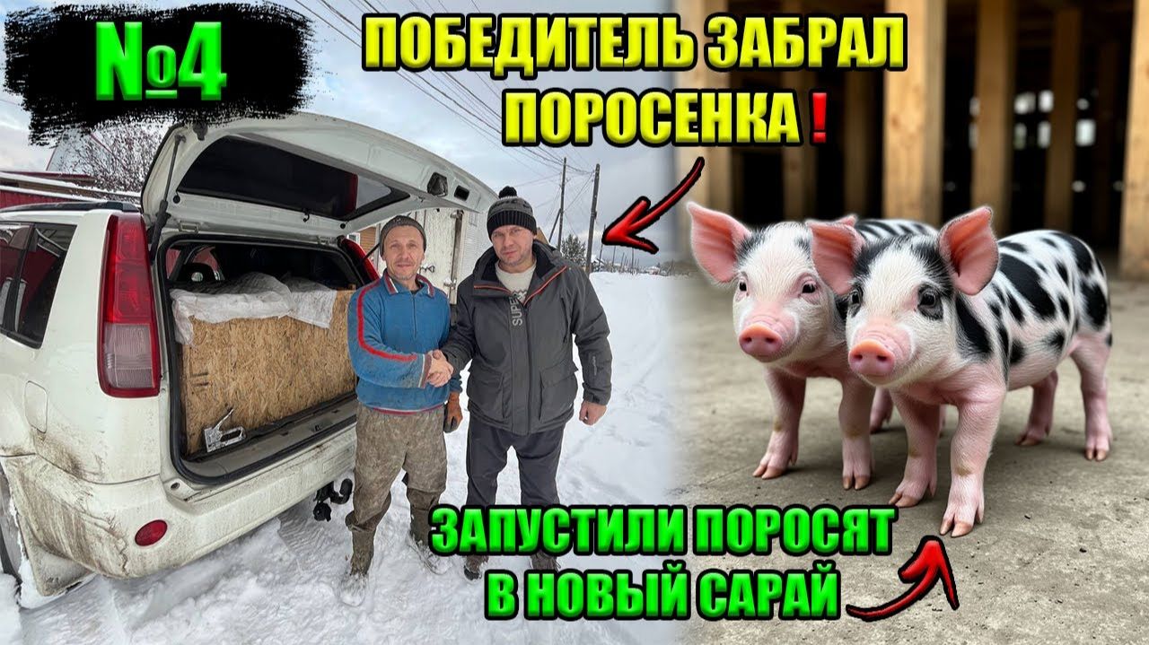 4 Сарай свинарникиз шлака блока частично готовЗаселяем поросятПобедитель забрал поросенка