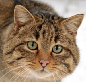 Играю в кот Фреди в Яндекс играх