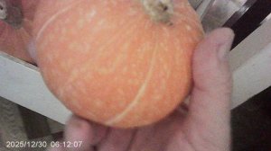 Обзор большой и малой тыкв на хранении - описание преимуществ