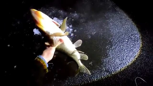 ДИКАЯ РЫБАЛКА НА ЖЕРЛИЦЫ В ДРЕМУЧИХ ЛЕСАХ смотреть онлайн