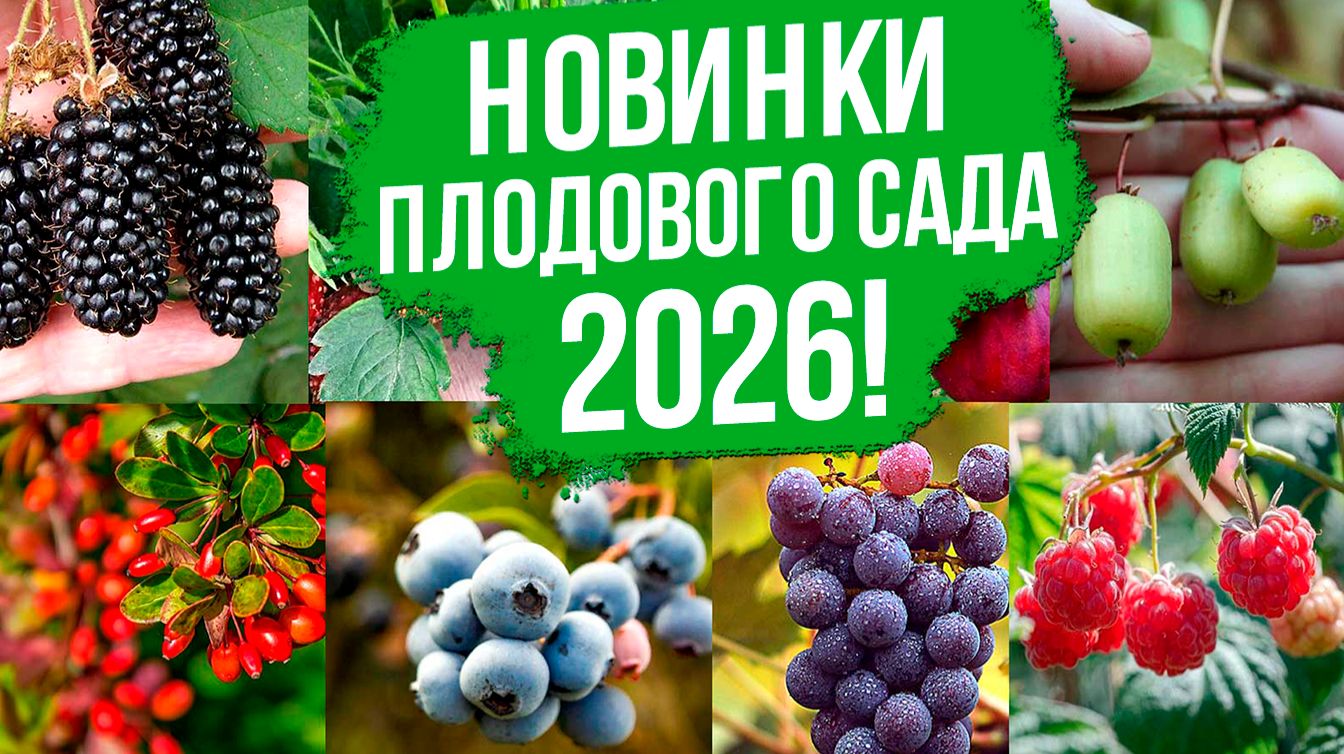 ТОП и НОВИНКИ плодовых 2026! смотреть онлайн
