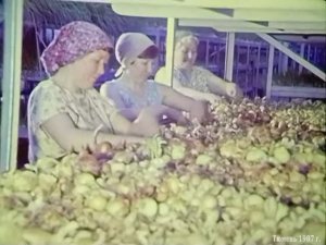 1987 год. Тюмень. Тепличное хозяйство