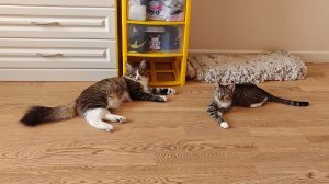 Наши котята (5 серия)