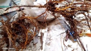 Подвои которые я бы рекомендовал Сибирякам