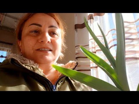 Плитку уложила / Как смогла / Вкусные овощи с рынка /Любимый пёс смотреть онлайн