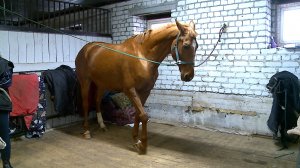 (Рыбинск-40) СИМВОЛ 2026 ГОДА