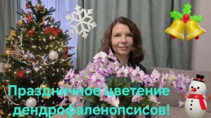 С Наступающим Новым годом!!!🎄🎄🎉Цветение рюшистого дендробиума и других тоже!