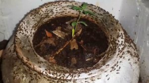 VID_20251225_222520_700.mp4