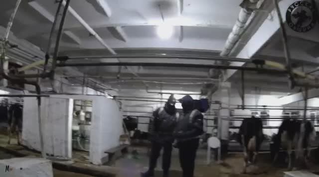 Русская Община города Богданович (Свердловская область) поймала нелегалов на ферме смотреть онлайн