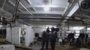 Русская Община города Богданович (Свердловская область) поймала нелегалов на ферме