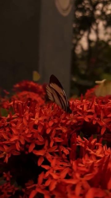 Успокой свое сердце Кораном  Чтец: Фалих аль-Хариси