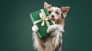 Сотни животных получили подарки в рамках акции «Добрая елка для лапок» в Москве