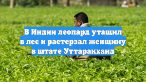 В Индии леопард утащил в лес и растерзал женщину в штате Уттаракханд