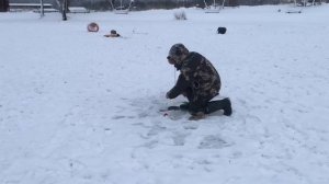 поимка форели на жерлицу