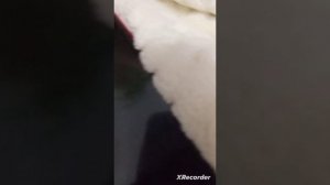 Кот Воитель (1 серия ( часть 1-2)