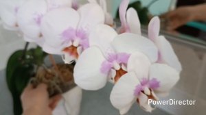 Орхидея Pinky. Полное цветение.