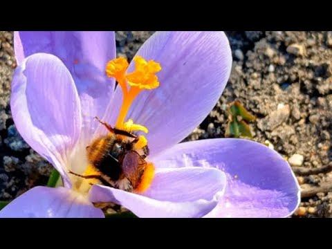 Работа Кипит Укладываю Плитку/Белю Деревья/Занимаюсь Огородом/Стригу Розы / смотреть онлайн