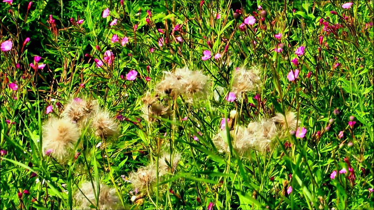 Воспоминания о тепле и лете смотреть онлайн