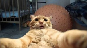 СМЕШНО ДО СЛЕЗ 😹😍 СМЕШНЫЕ КОТЫ, ЛУЧШИЕ ПРИКОЛЫ С КОТАМИ, СОБАКАМИ КОШКИ,СОБАКИ , ЖИВОТНЫЕ 🥰