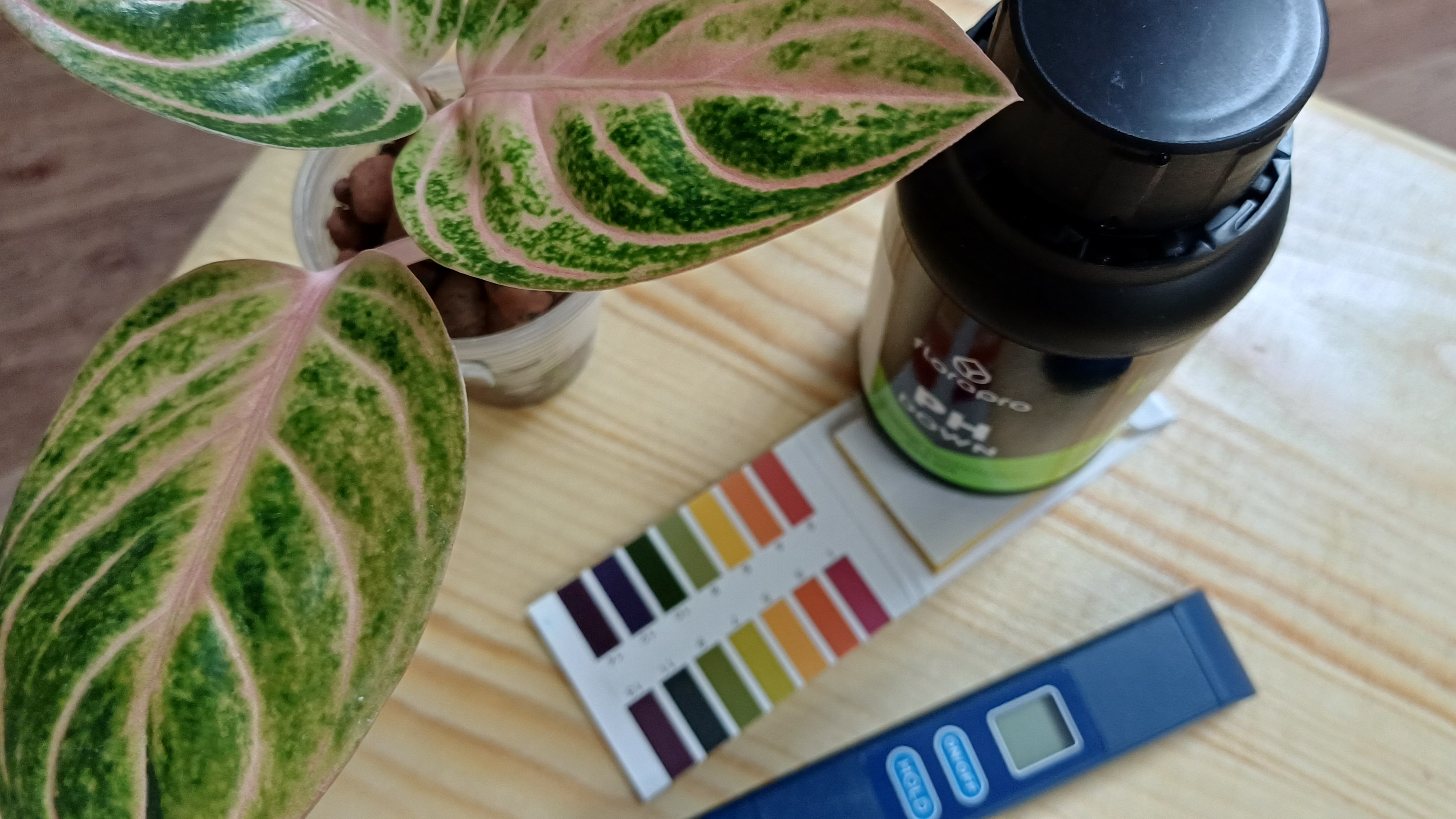 Комнатные растения🌹🌿🌹🌿🌹PH, ppm...разбираемся вместе😉 смотреть онлайн