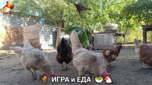 Кормление кур овощами и фруктами для зарядки и от скуки 🥗🐓🤗  (27)
